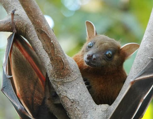 Dedetização de morcegos em Peruibe