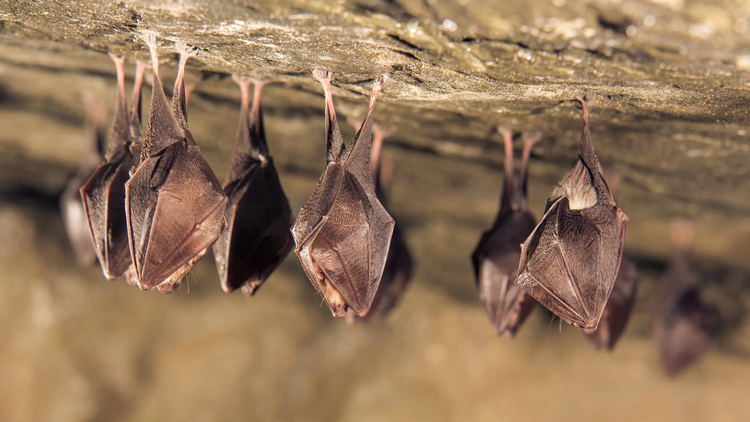 Dedetização de morcegos na Praia Saco do Poço